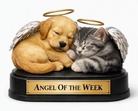 an angel of the week award